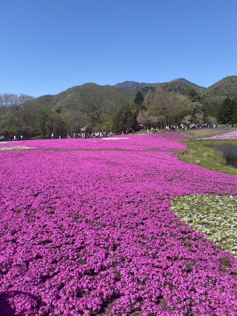 鮮やかな芝桜