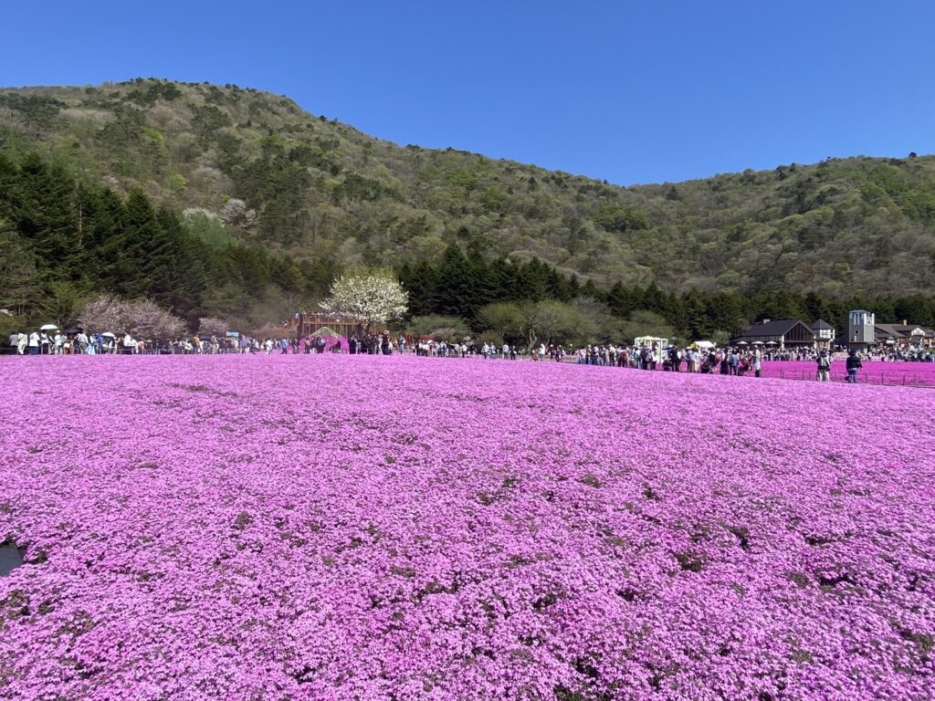 芝桜まつり会場