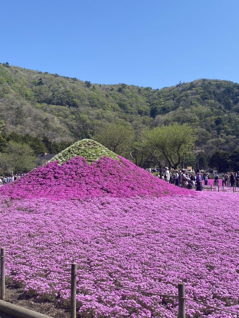 富士山に見立てた芝桜