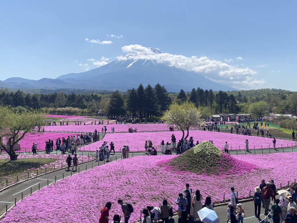 多くの人で賑わう芝桜まつり会場