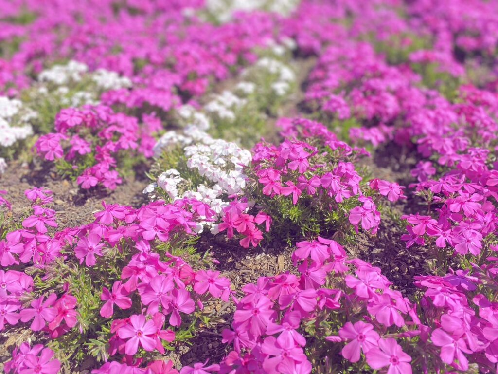 ピンクの芝桜