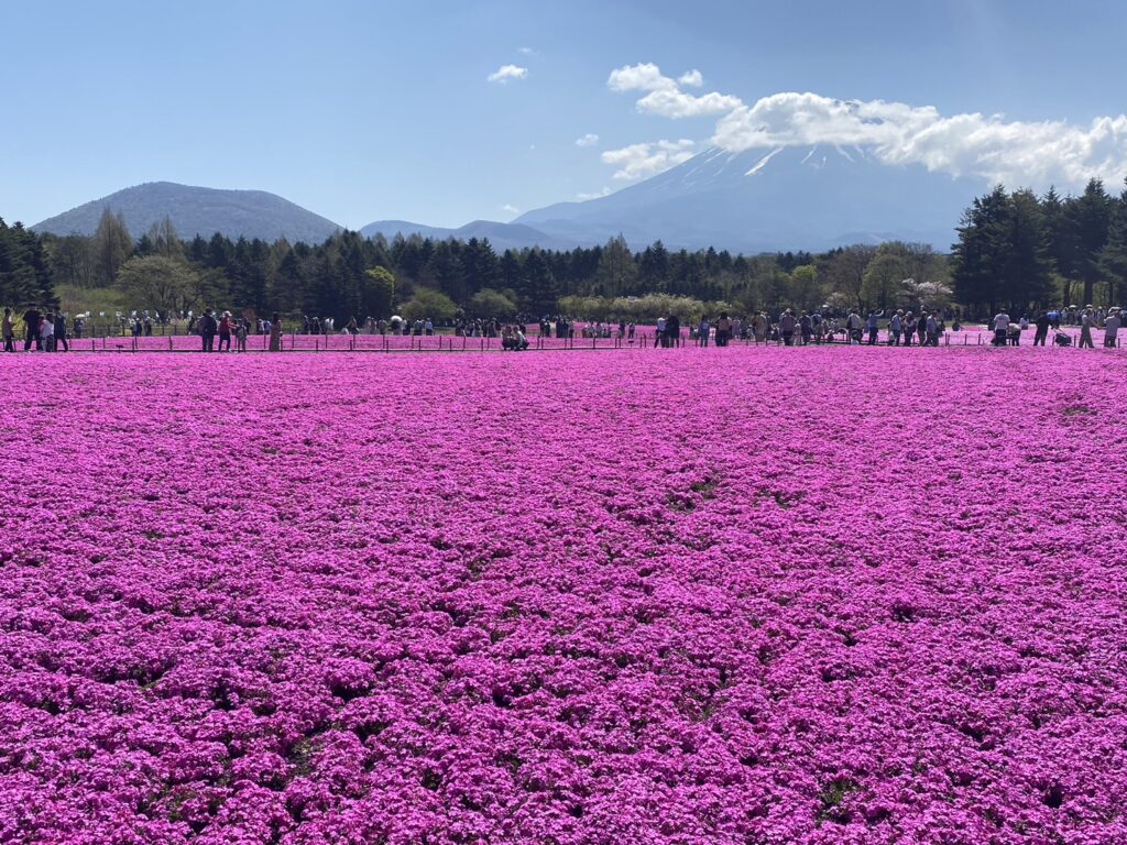 まるでピンクの絨毯のような一面の芝桜