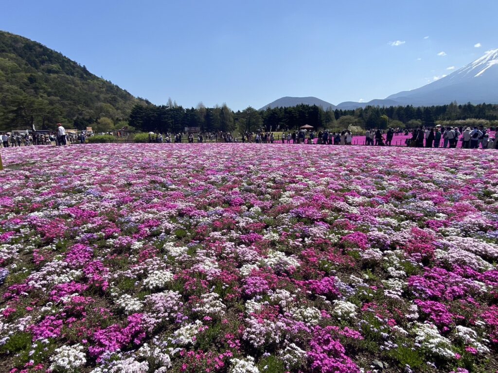 芝桜がパッチワークのようで可愛い