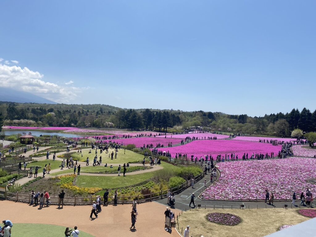 展望台からの芝桜風景