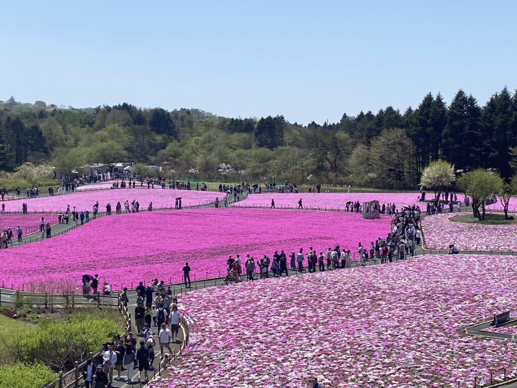 多くの人が芝桜に見惚れています