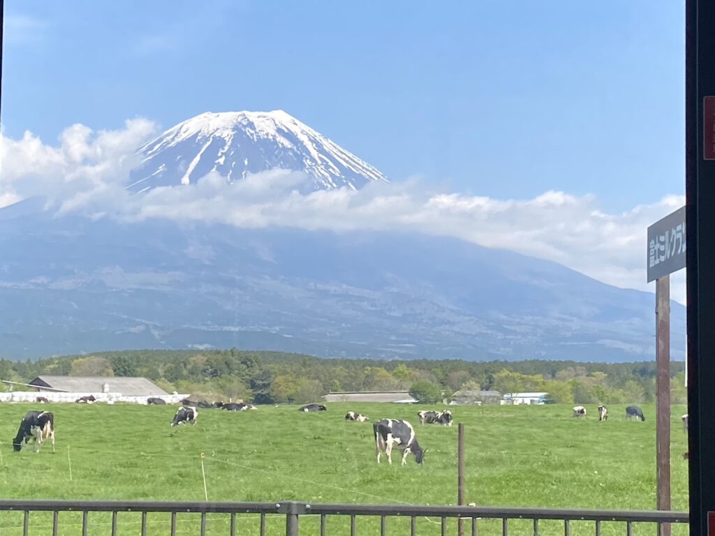 朝霧高原の富士山と牛