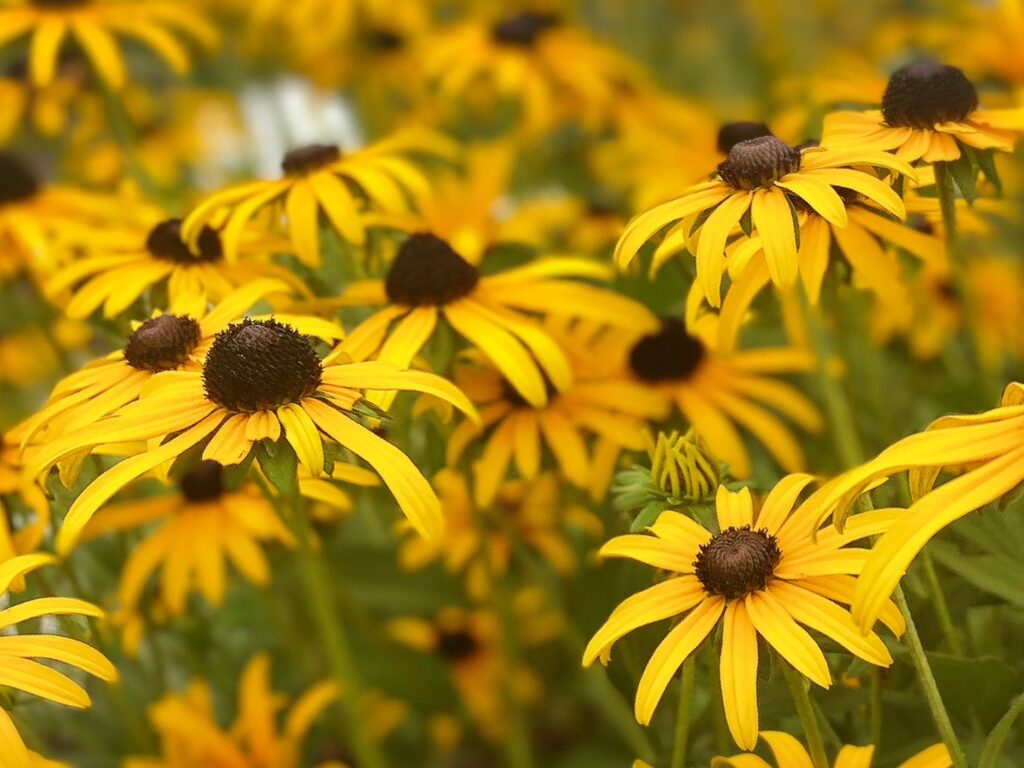 ルドベキアの花