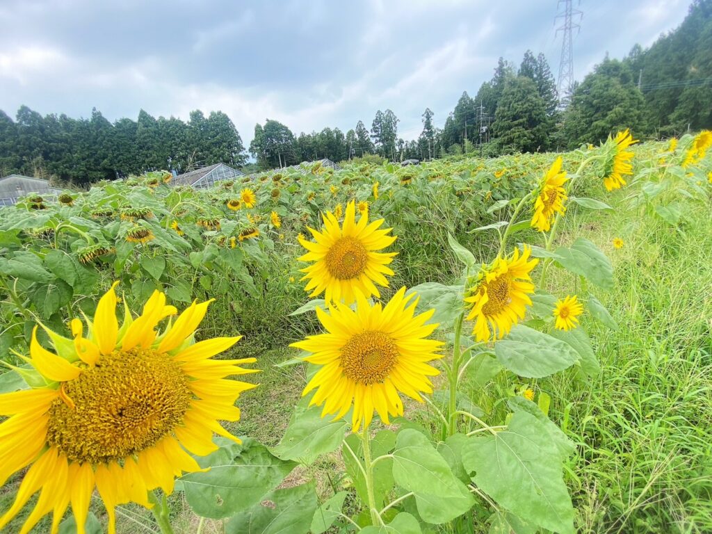 白糸自然公園ひまわり畑