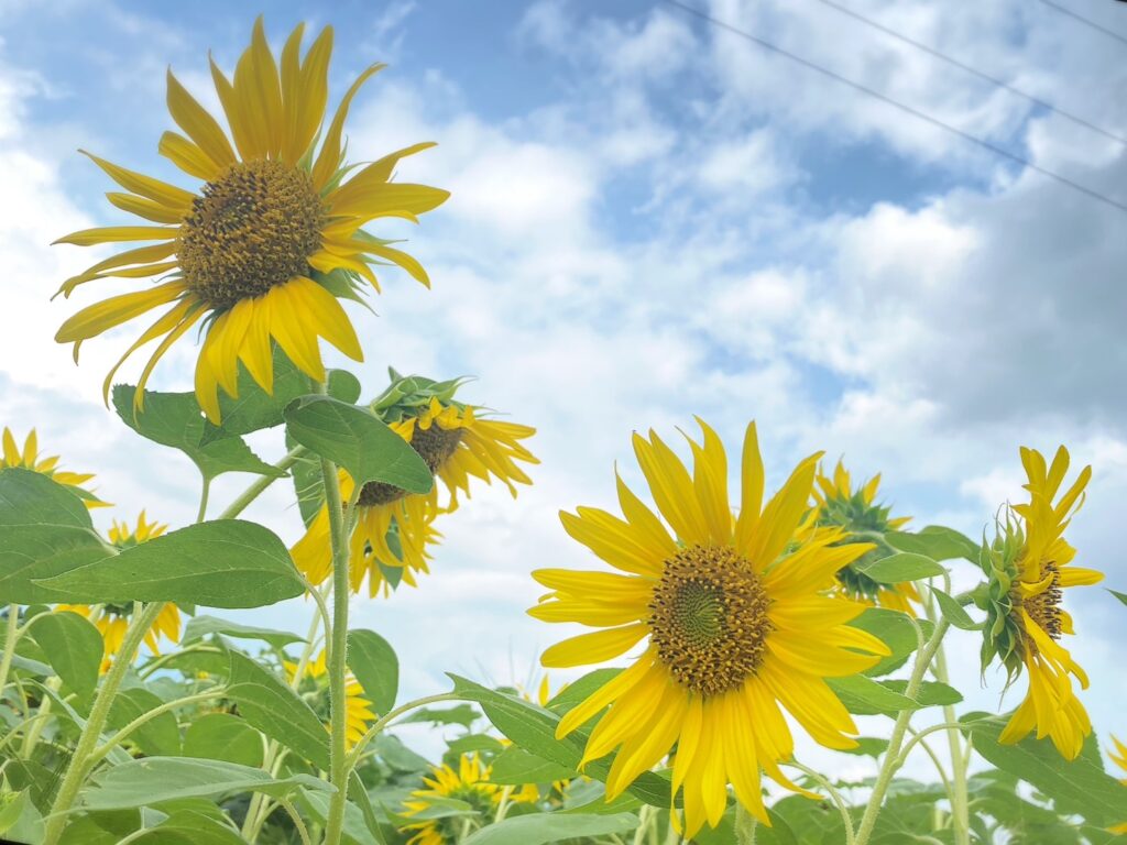 背の高いひまわり