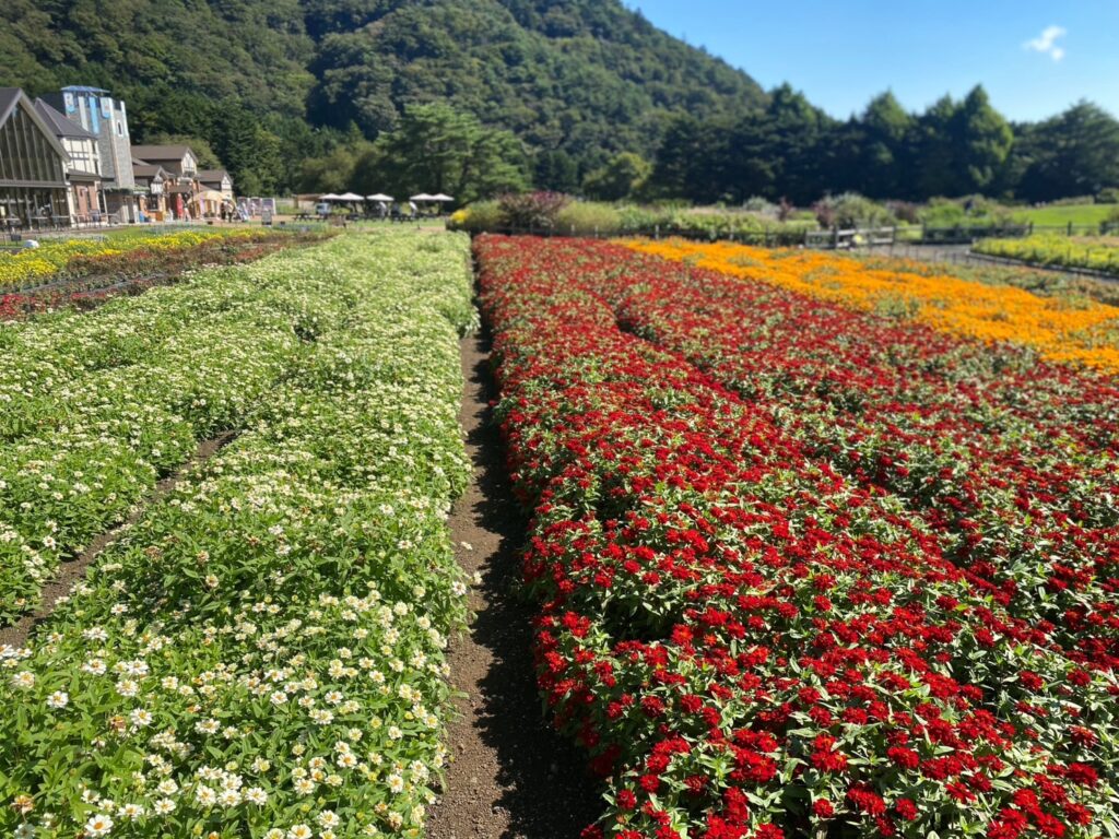 色とりどりの花