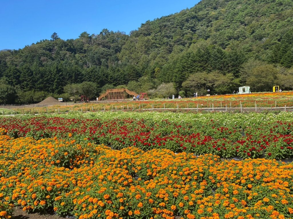 綺麗に手入れされた花々