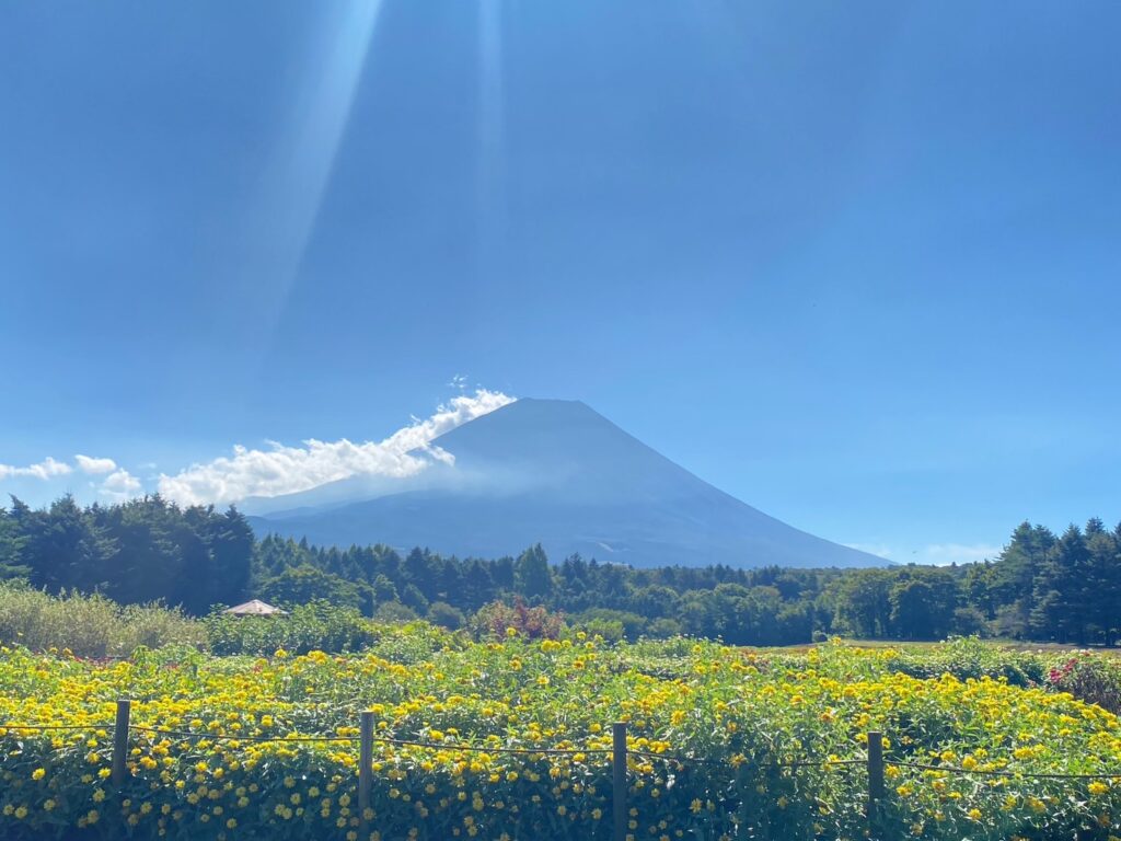 黄色いジニアと富士山の景色