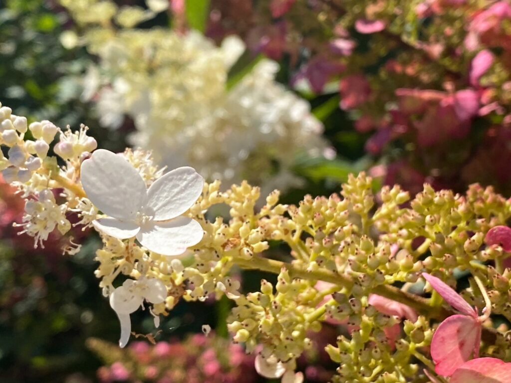 紫陽花