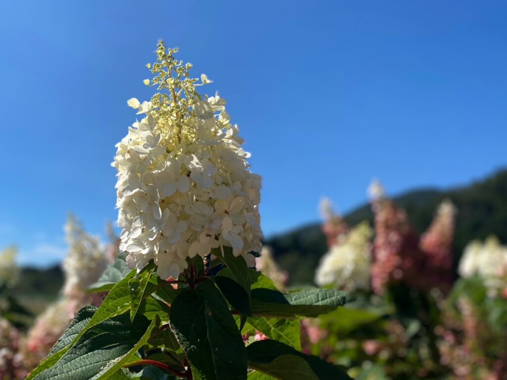 富士山紫陽花のほくと