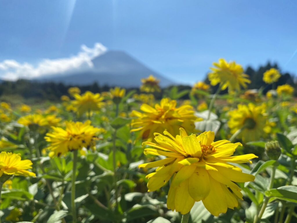 黄色の花と富士山