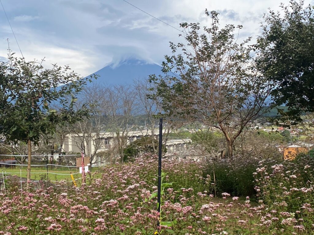 花畑から見える富士山