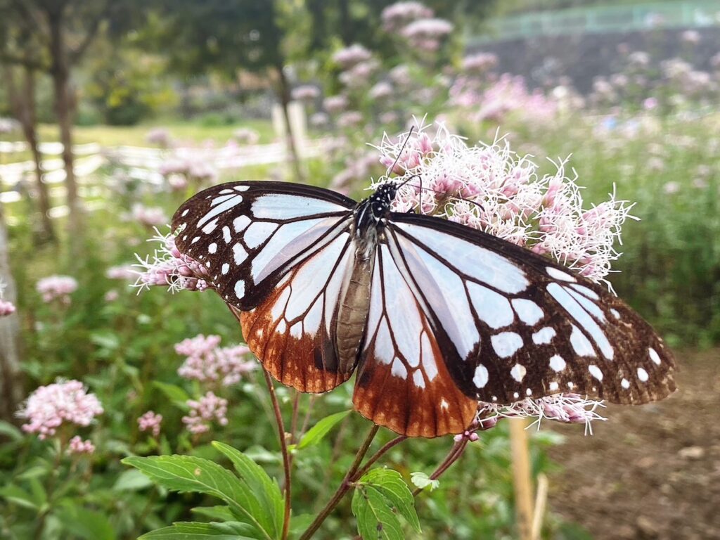 旅する蝶アサギマダラ