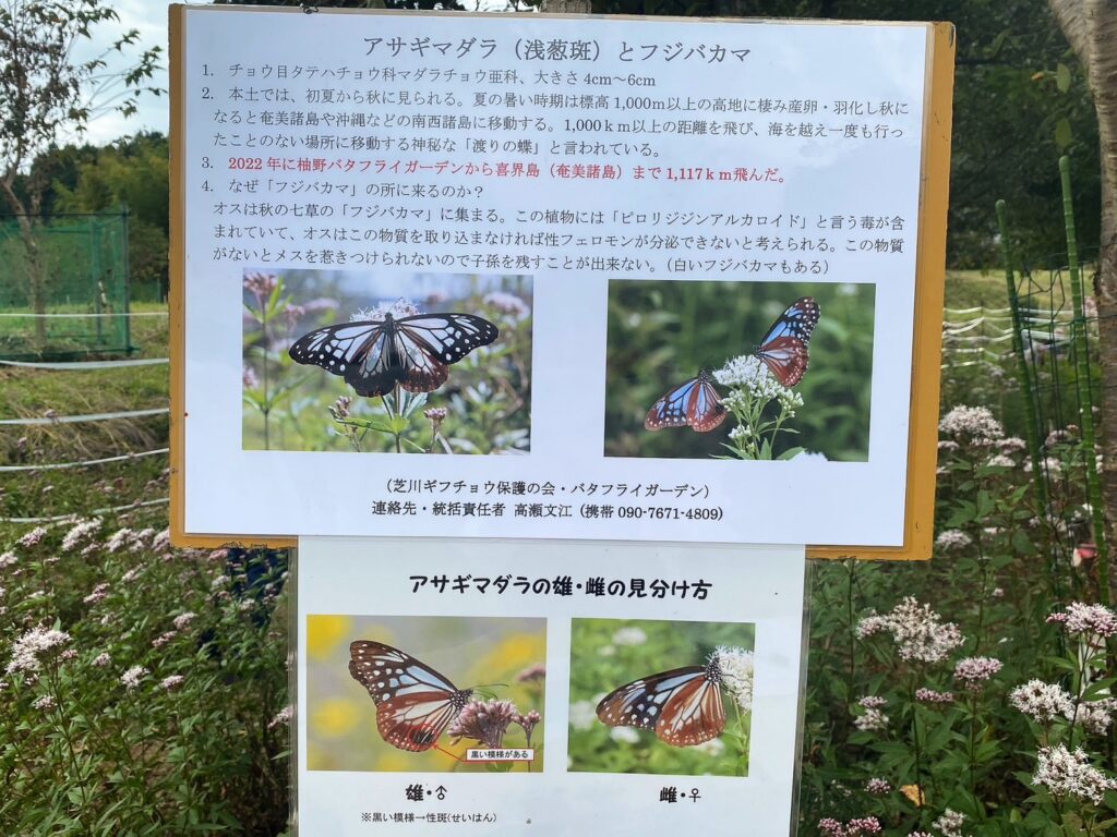 アサギマダラについてに説明看板