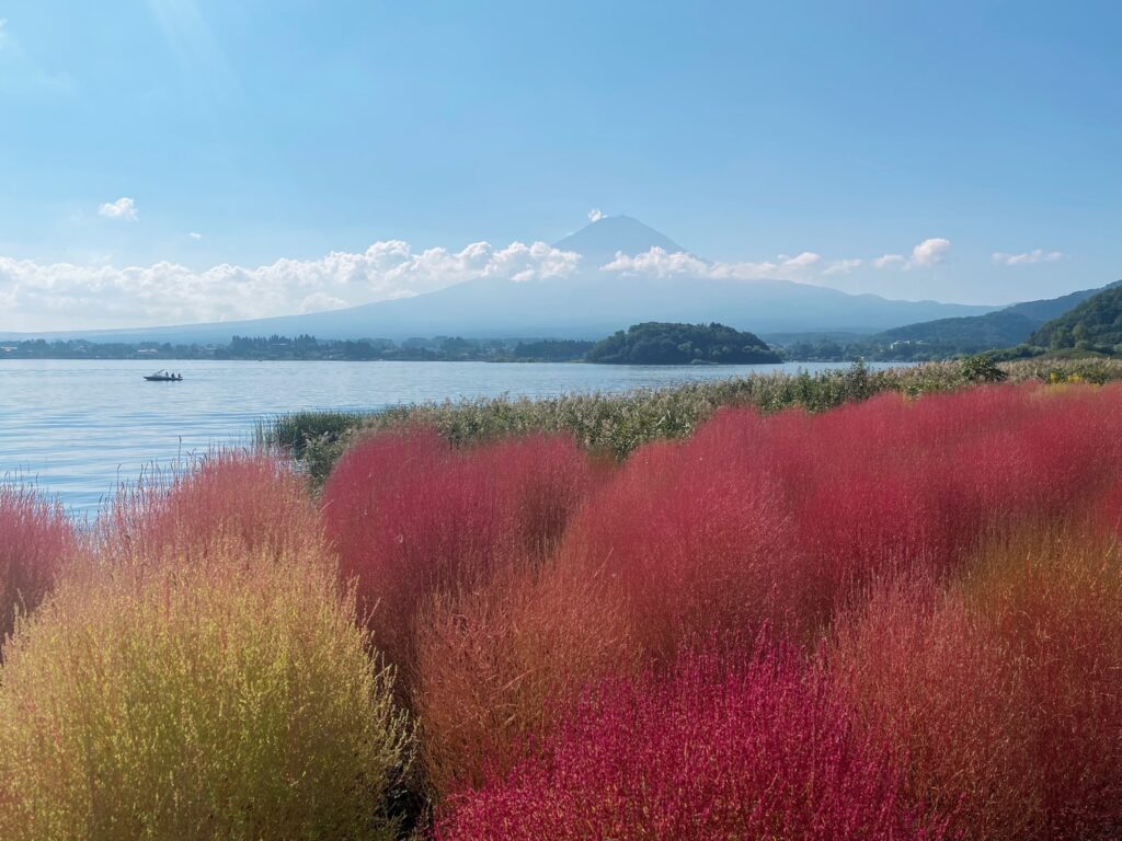 河口湖とコキアと富士山