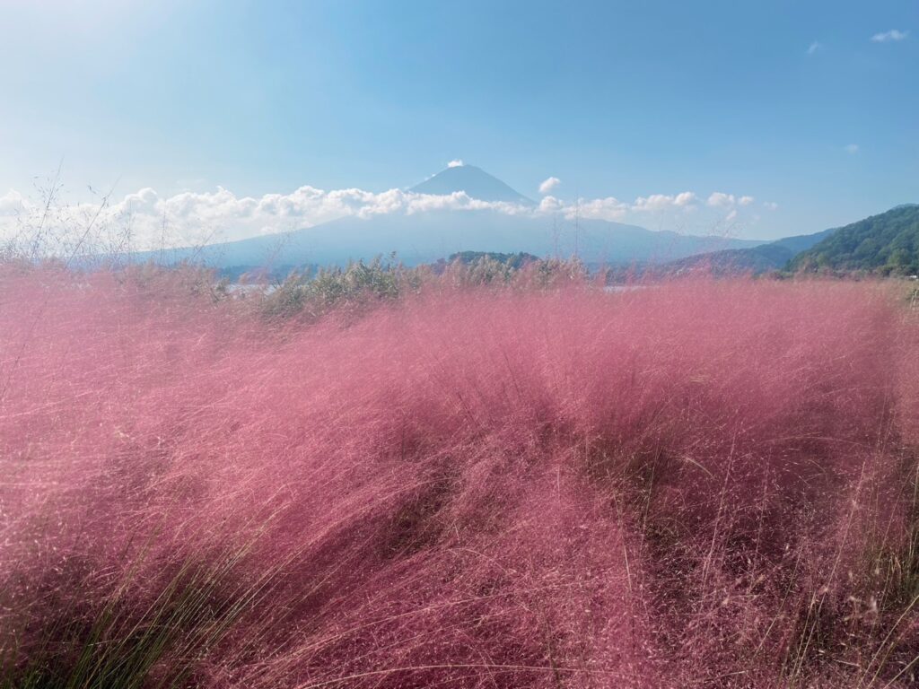 スモーク状の花穂のミューレンベルギア