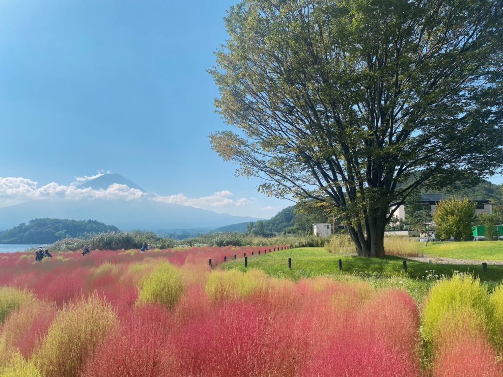 色づくコキアの風景