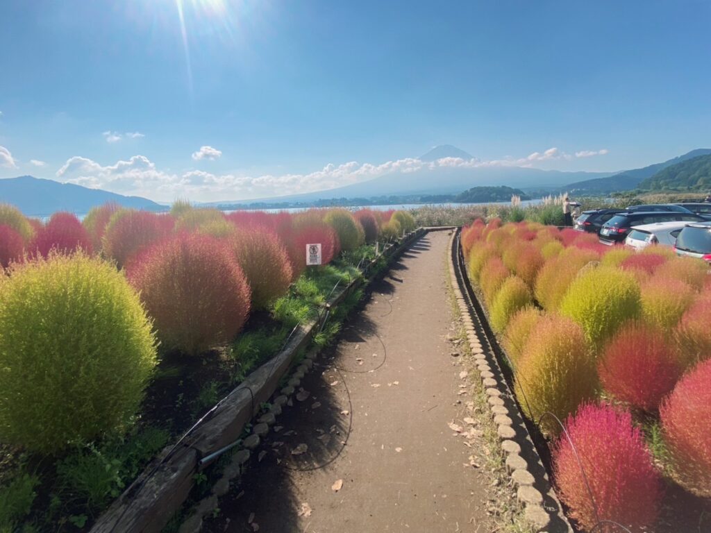 コキアの道