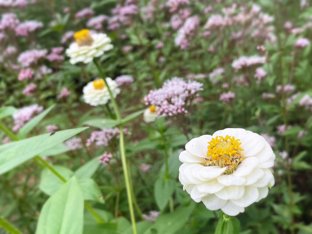 季節の花たち