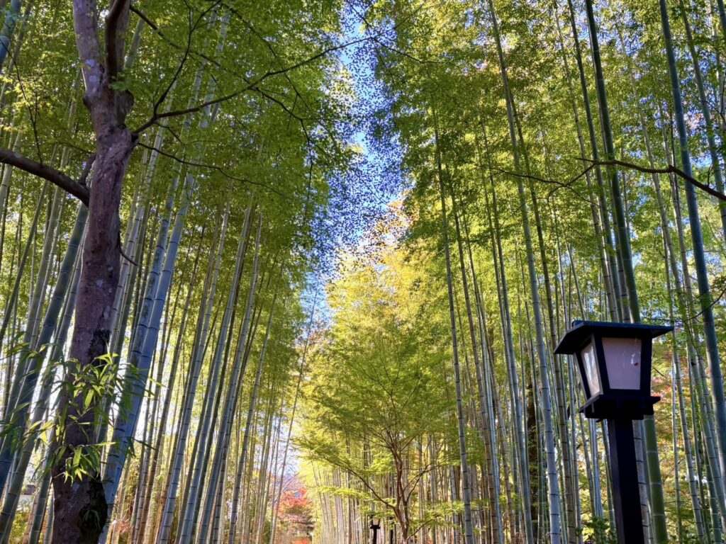 見事な竹が立ち並んでいる様子