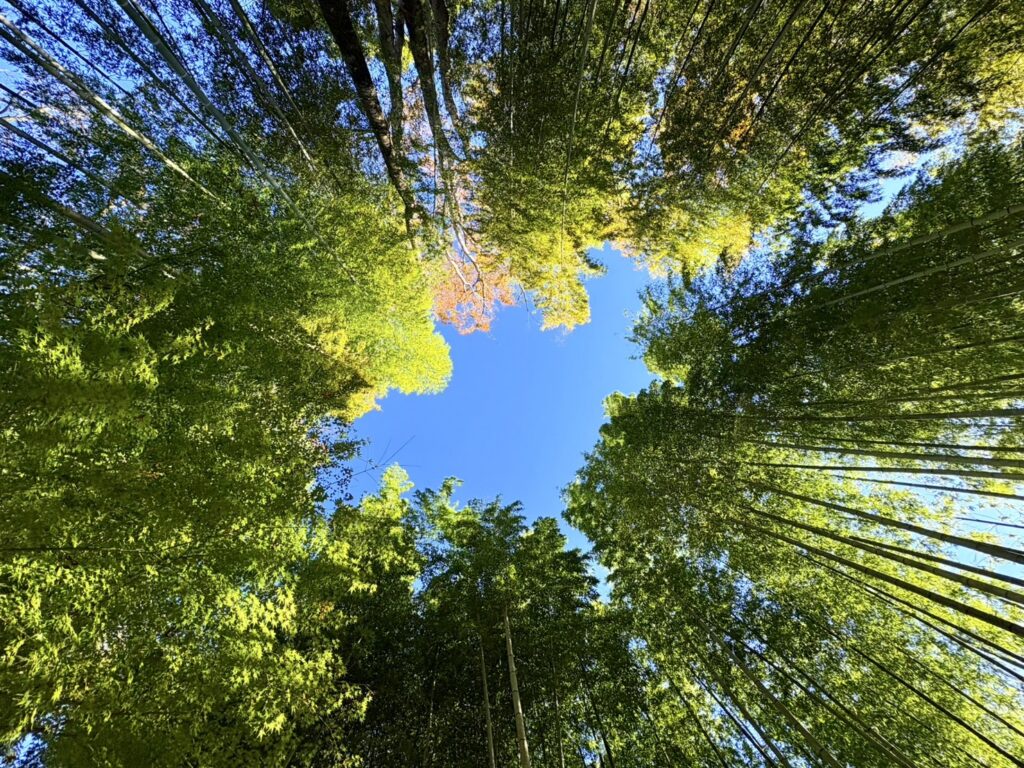 竹林で空を仰ぎ笹音を聞く