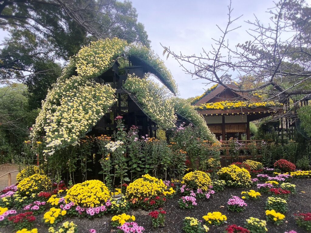 素晴らしい仕立ての菊