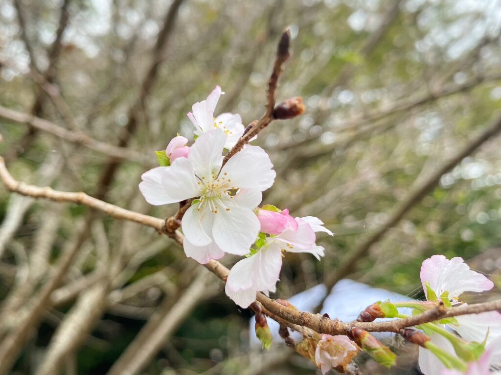 楽寿園内に咲いている十月桜