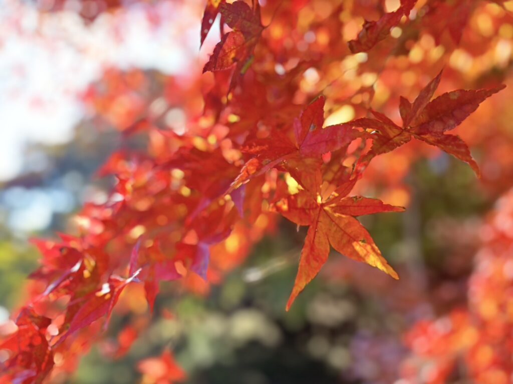 オレンジ色に色づく紅葉