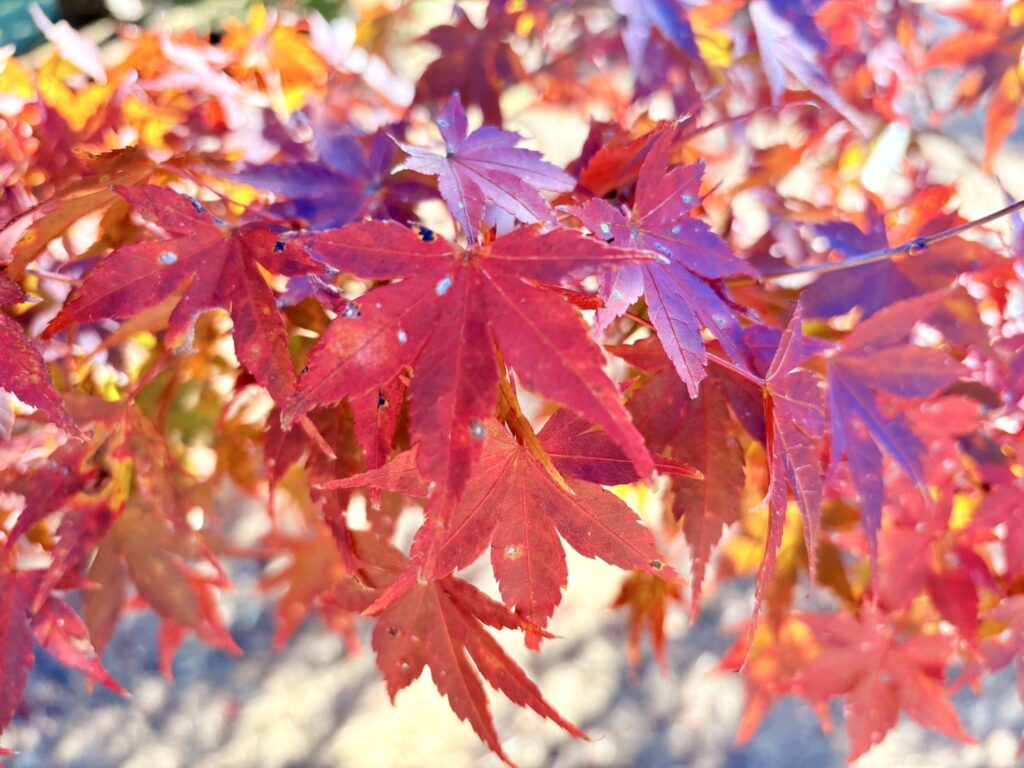 陽の光を浴びて赤く輝く紅葉の葉