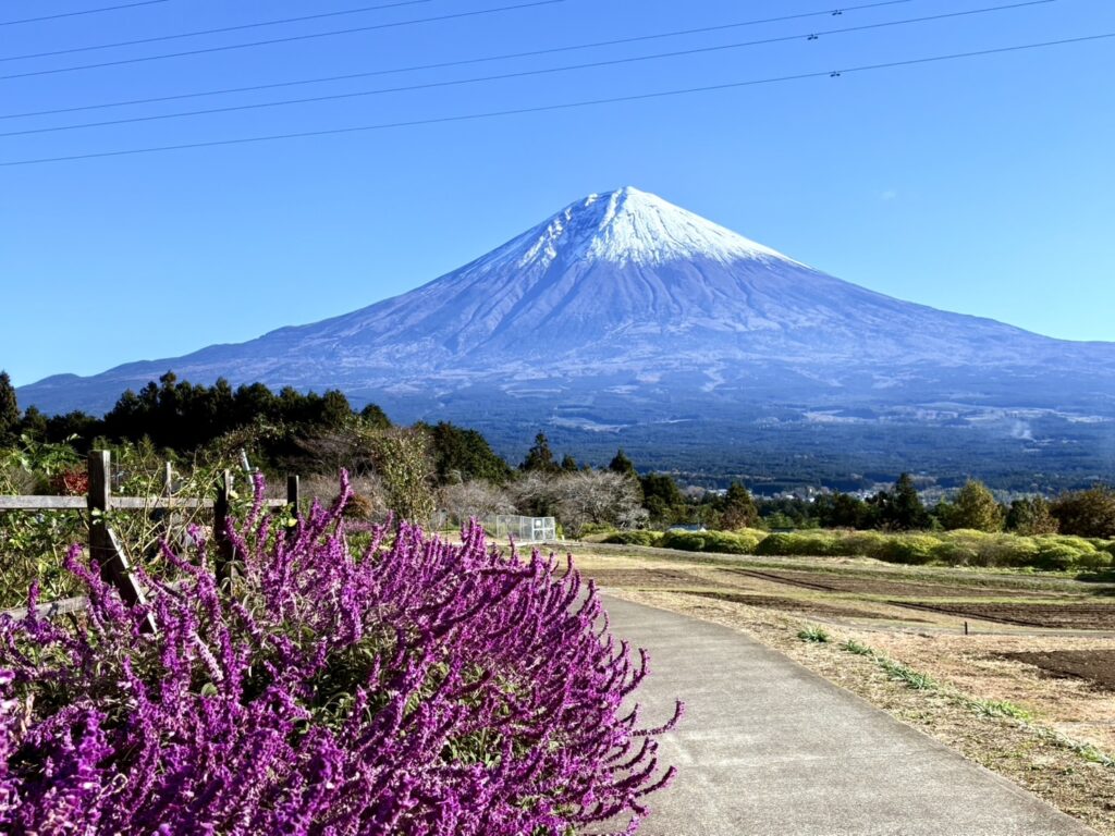 散策路があり、紫のアメジストが咲き、富士山が見える風景