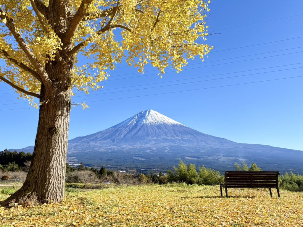 イチョウの絨毯と富士山とベンチ