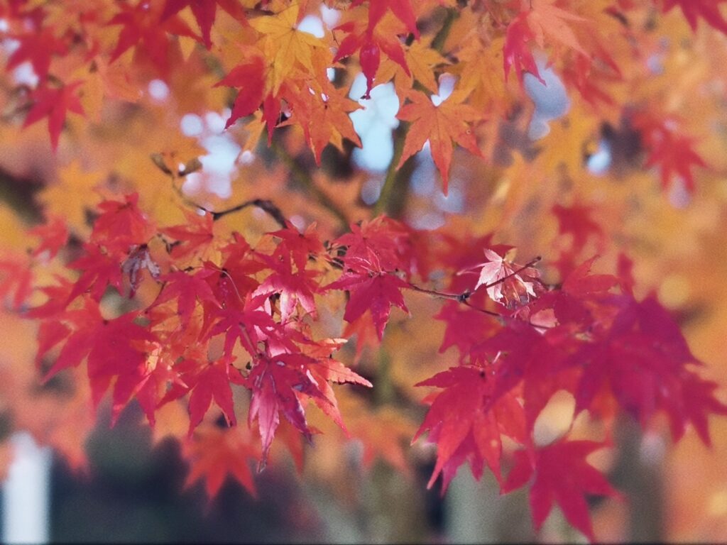 見頃を見変えた真っ赤なもみじ