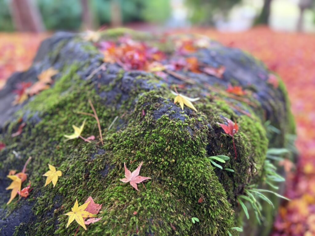 苔石におちた赤や黄色の落ち葉