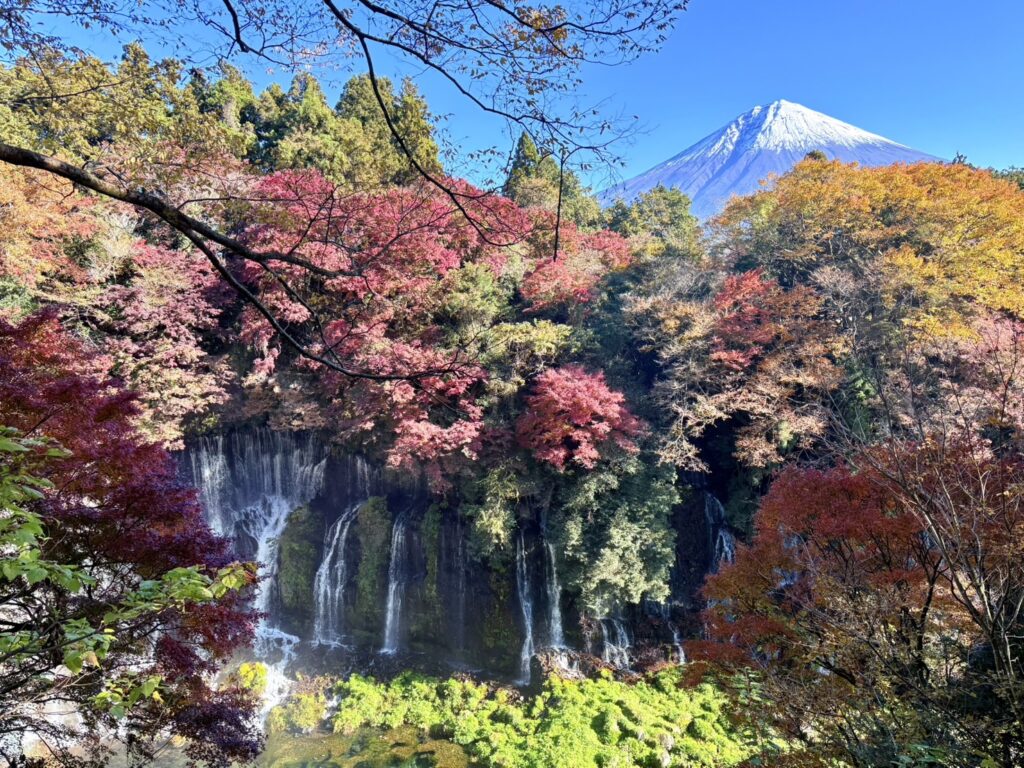 赤い葉、黄色の葉、紅葉する木々と富士山とのコラボレーション