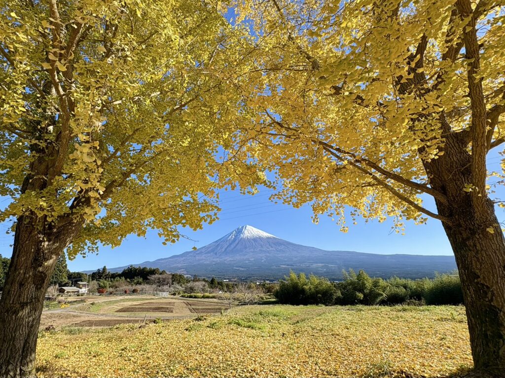 黄金のイチョウと富士山