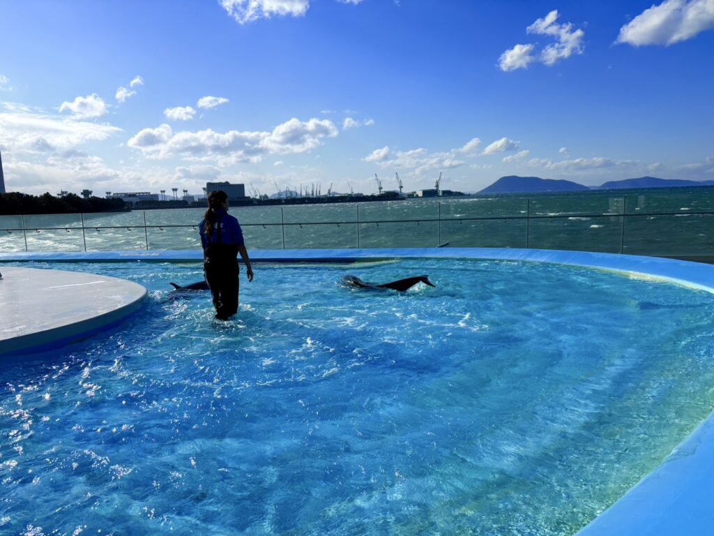 2階の野外にあるイルカプール。