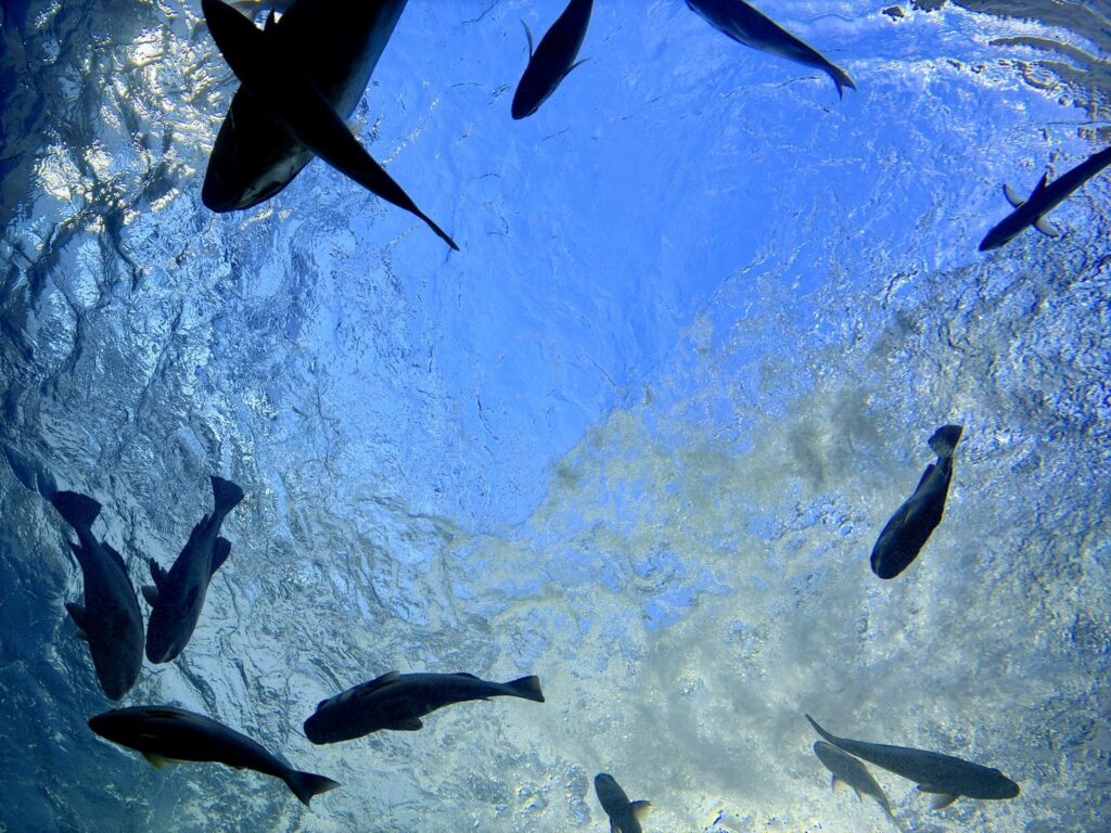 海の中で見ているような感覚で、魚のシルエットも優雅。