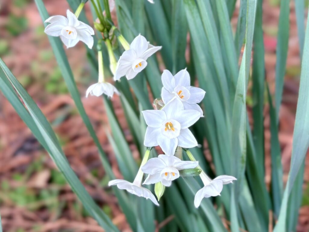 スイセンの花、ペーパーホワイト