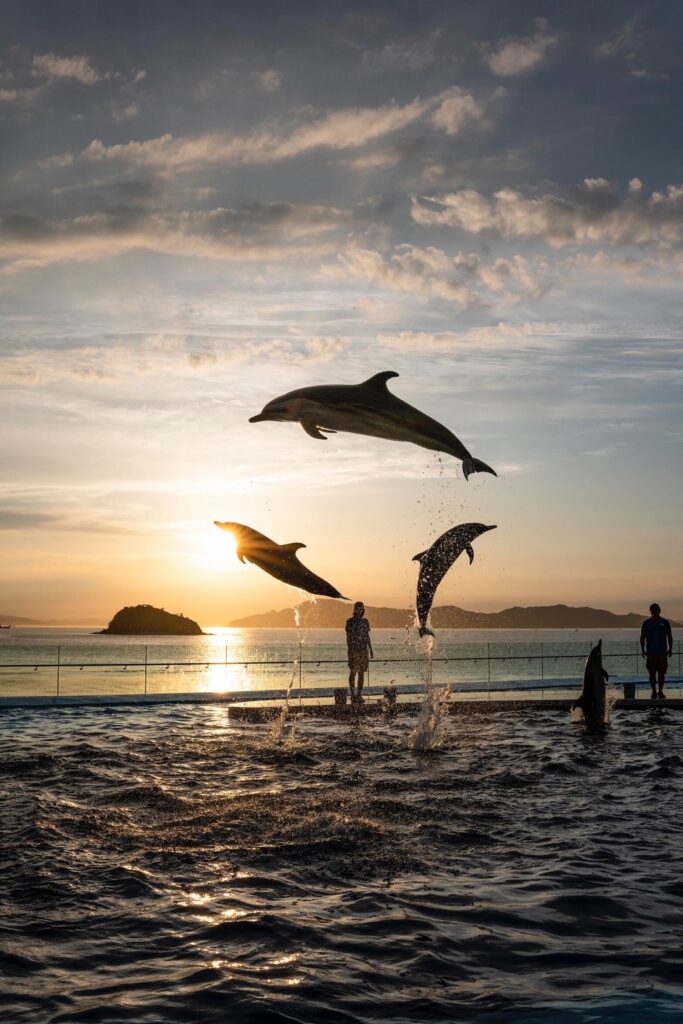 夏には夕陽と海を背にイルカショーを楽しめる「イルカサンセットプログラム」の様子。（2024年現在）