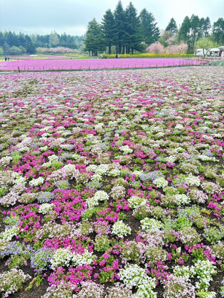 いろんな色の芝桜